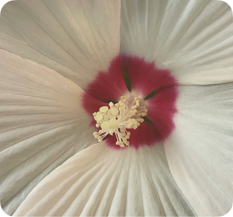 EXPERIENCE LOCAL MEETUPS AND LEARN ABOUT THE CULTURE FIRSTHA...